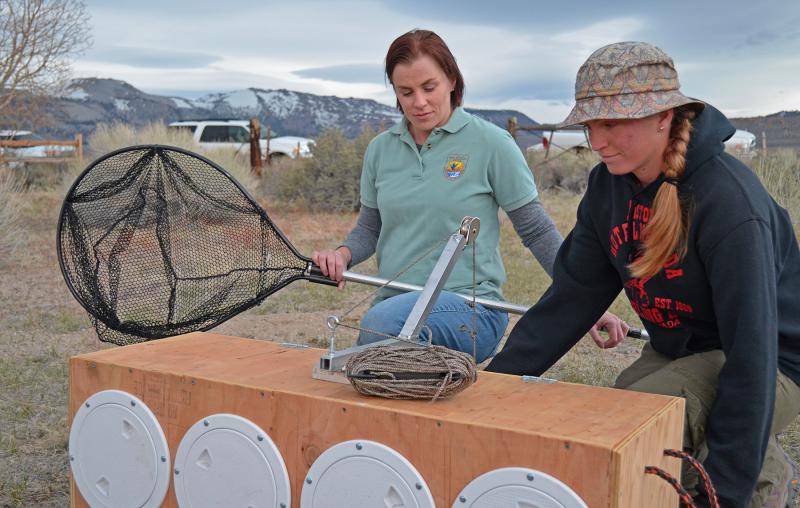Biologist Erin Nordin (left), and biological science technician Mary Meyerpeter prepare a sage-grouse release box during the Parker Meadows translocation project. Credit: Dan Hottle/USFWS