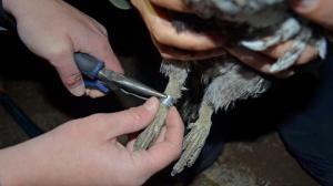 An identification band is placed onto the leg of a sage-grouse.  Credit: Dan Hottle/USFWS