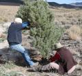 Volunteer pinyon juniper eradication