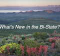What's new in the Bi-State?